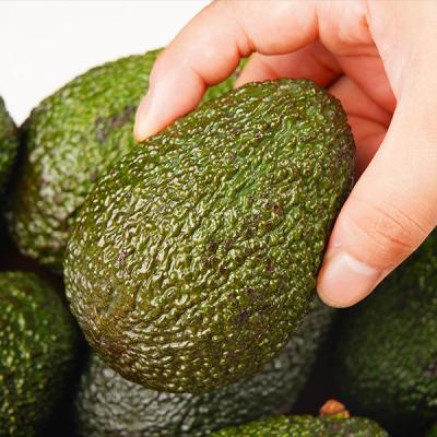 아보카도 농가살리기 뉴질랜드 생 아보카도 최상급 avocado 특대 1kg 2kg 4kg
