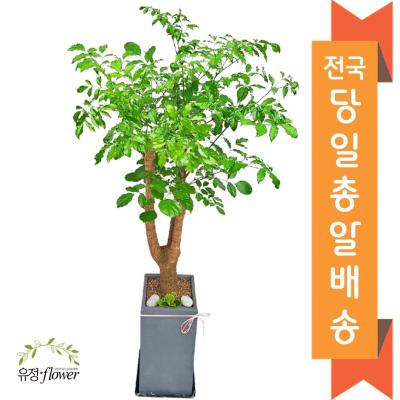 해피트리 고급 대형화분 개업 축하 화분 전국 당일배송, 03. 해피트리