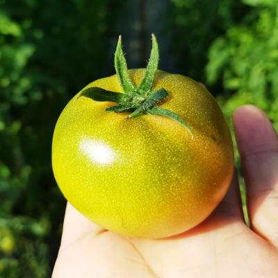 대저짭짤이토마토 대저농협 인증 부산 단 대저 짭짤이 토마토 짭잘이 2.5kg 5kg 2s