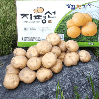히카마 [싱싱다모아] 김제 광활 지평선감자 국내산 하우스 햇 감자 수미감자 3kg 5kg 10kg, 왕특 (요리용) 10kg